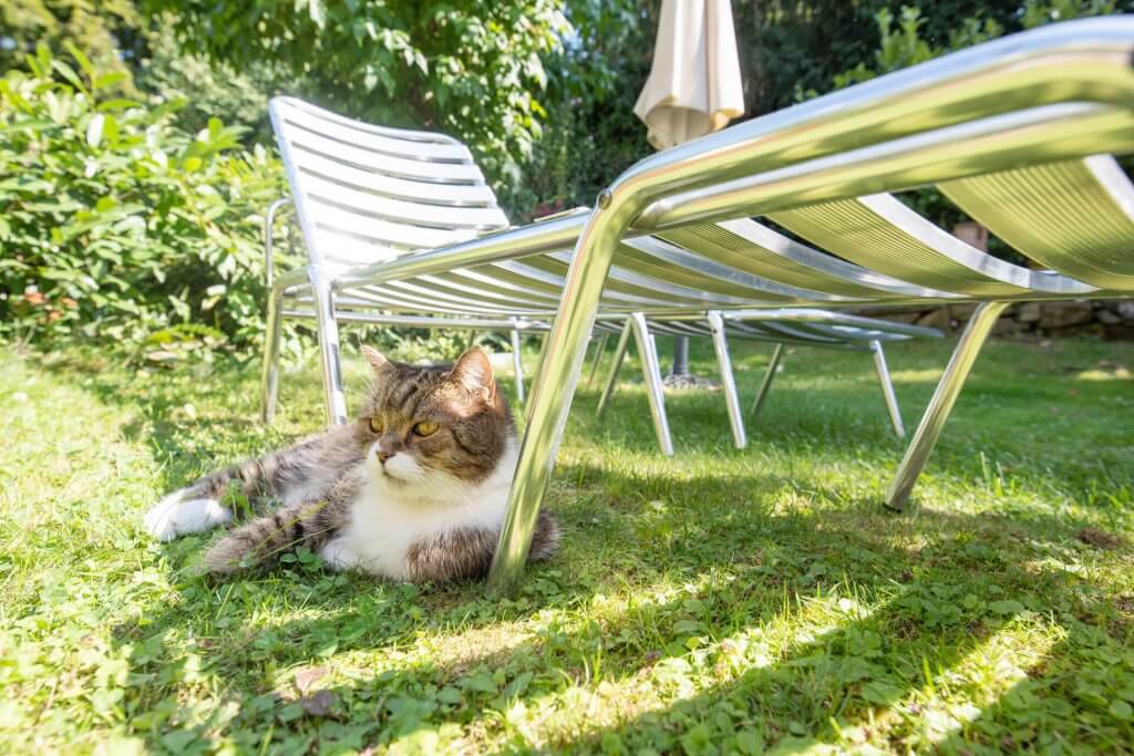 猫坐在户外草坪椅的树荫下的草地上