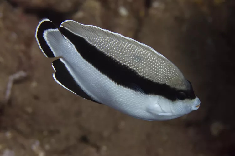 弓形鲈形带状黑白神仙鱼