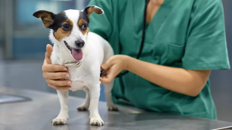 医生正在给患有特发性前庭疾病的狗做治疗