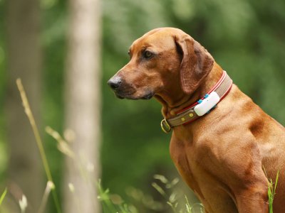棕色狗戴着 gps 狗跟踪项圈绿色自然背景