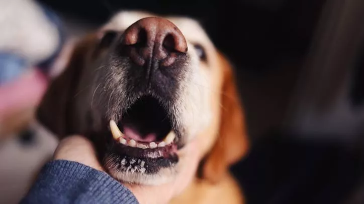 　如果你的狗的牙齿在打颤怎么办