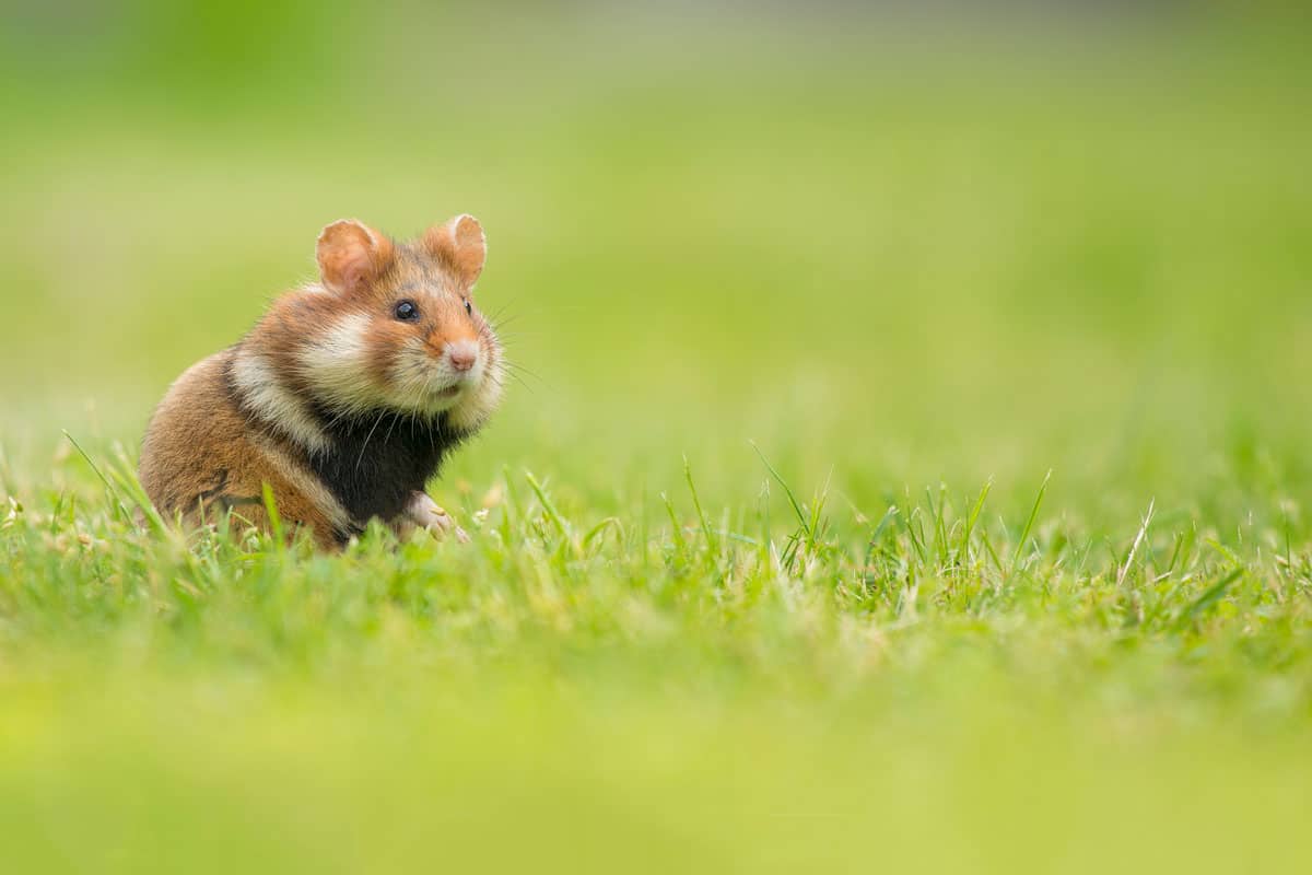 可爱的黑腹仓鼠直立在绿草地上