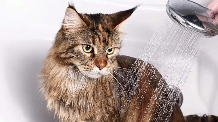 猫咪跳蚤能洗澡洗掉