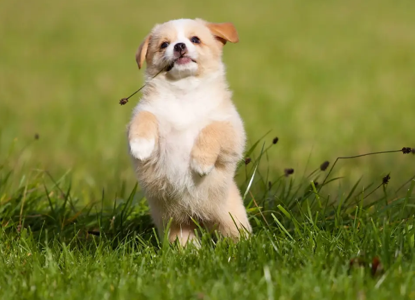 在草地上玩耍的幼犬