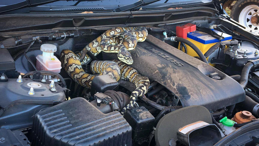 一条大蛇缠绕在汽车的发动机舱上。
