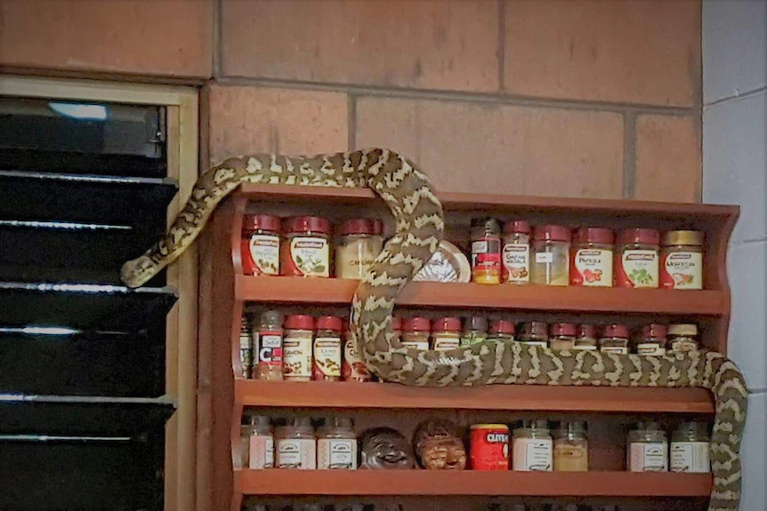 　一条大蛇在厨房的香料架上滑行