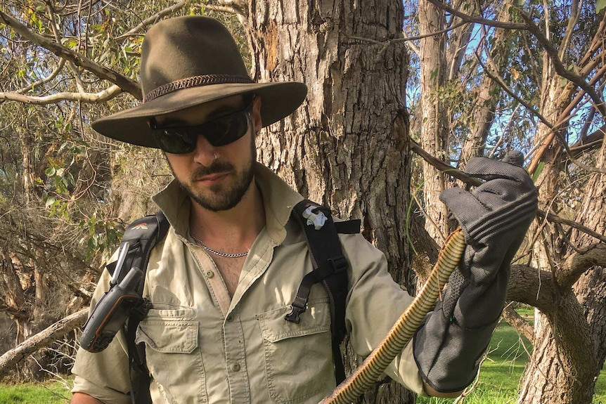Damian Lettoof 在珀斯湿地捕捉并测量虎蛇。