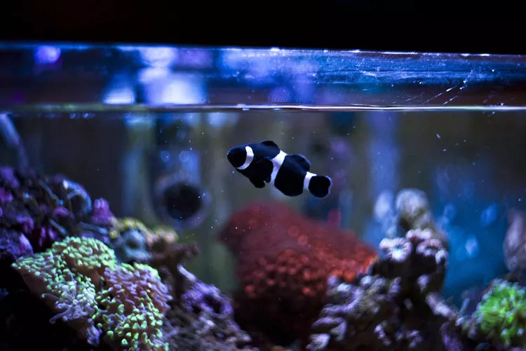鱼缸中的黑白条纹鱼
