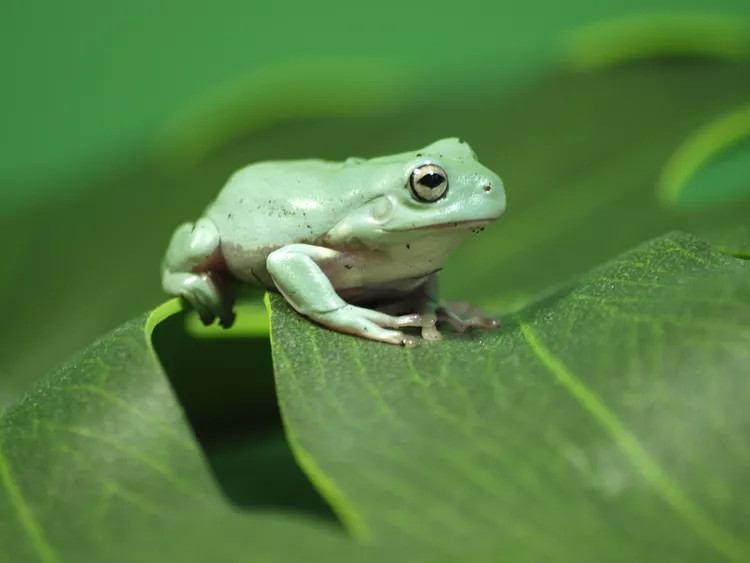 一只趴在树叶上的绿雨滨蛙