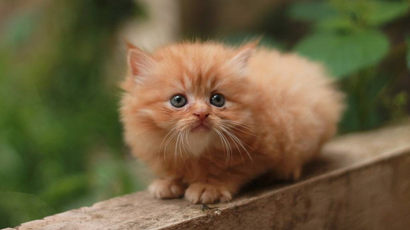 一只橘黄色的幼年波斯猫