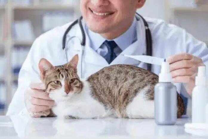 医生给猫做身体检查