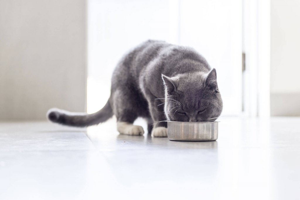 灰猫在室内地板上用金属 ct 食物碗吃东西