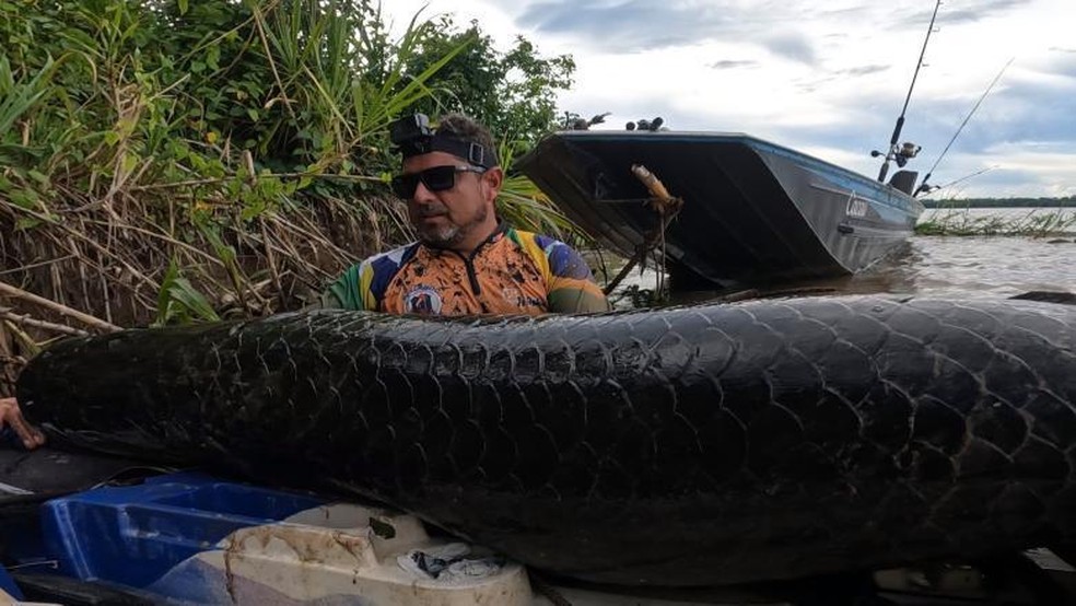 Wladis和在Madeira河中捕获的2米以上的巨骨舌鱼照片