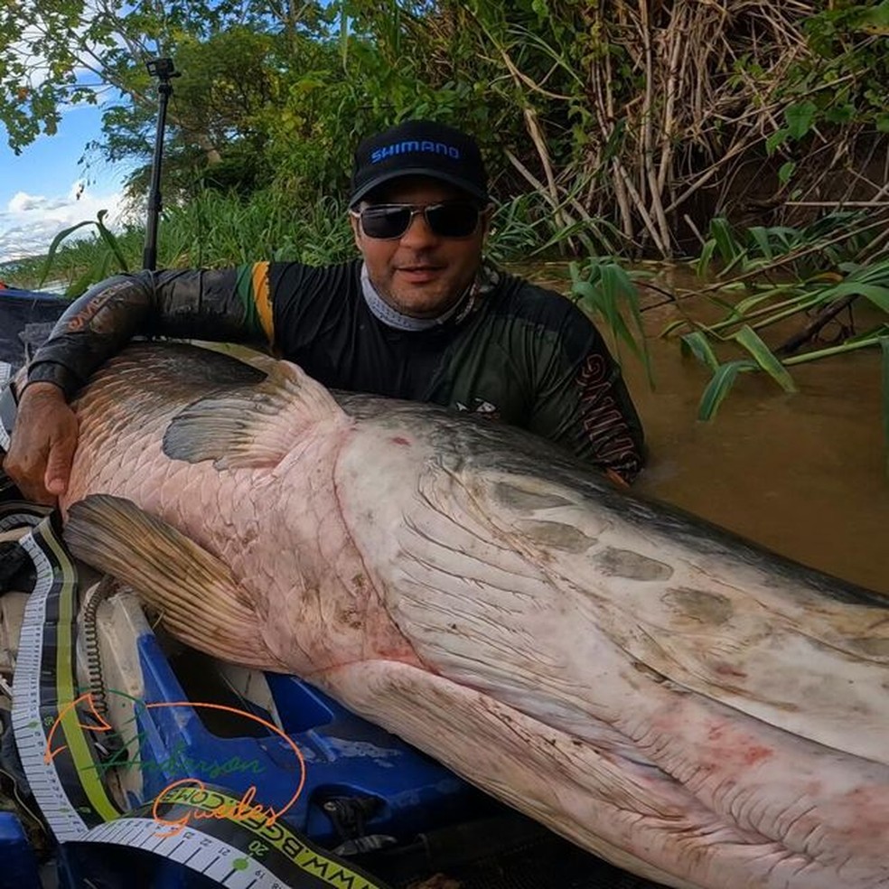 被渔夫发现的超过2米的巨骨舌鱼