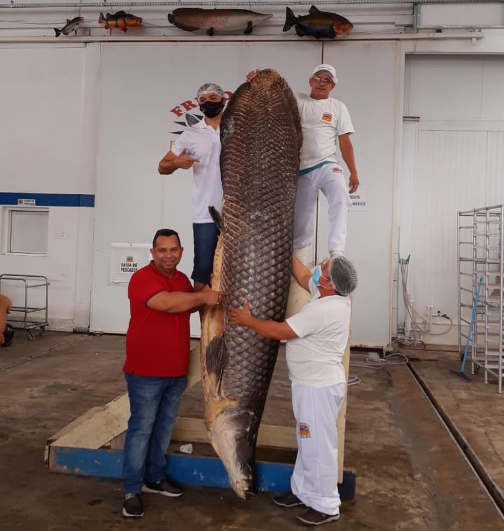 200多公斤的巨骨舌鱼