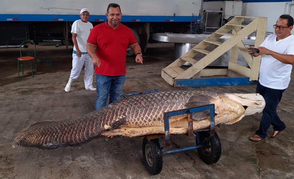 2.9米220公斤的巨骨舌鱼在亚马逊捕获