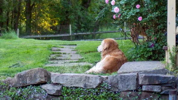 狗留在院子里的9种方法