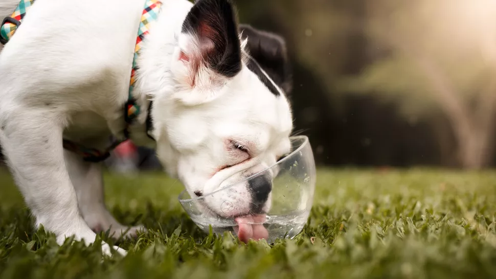 狗不喝水怎么办