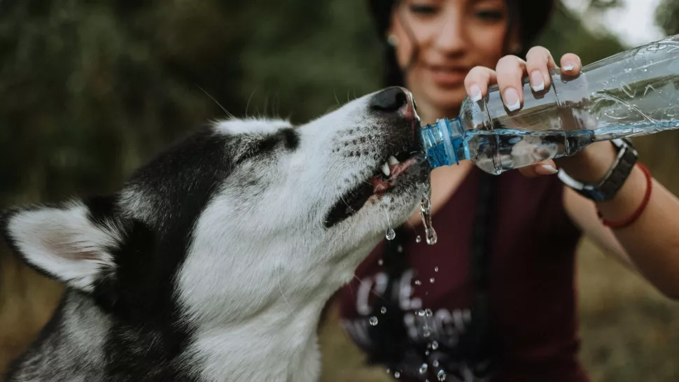 狗不喝水怎么办