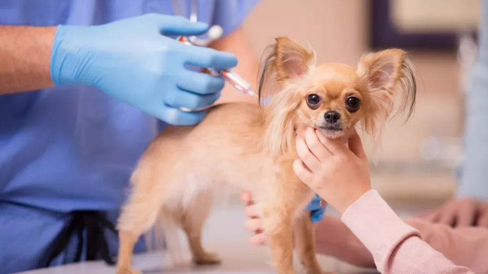 狂犬病疫苗对狗有益多久
