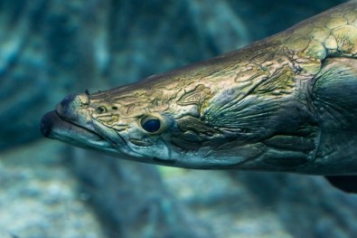 巨骨舌鱼
