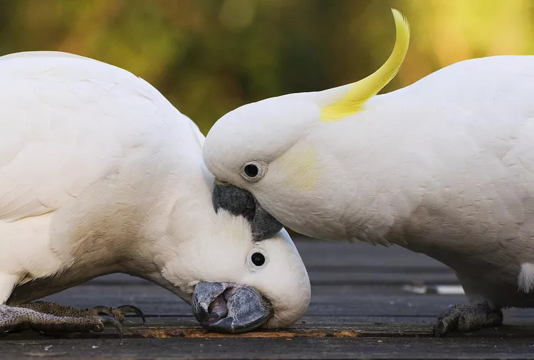 正在打架的两只白色的凤头鹦鹉