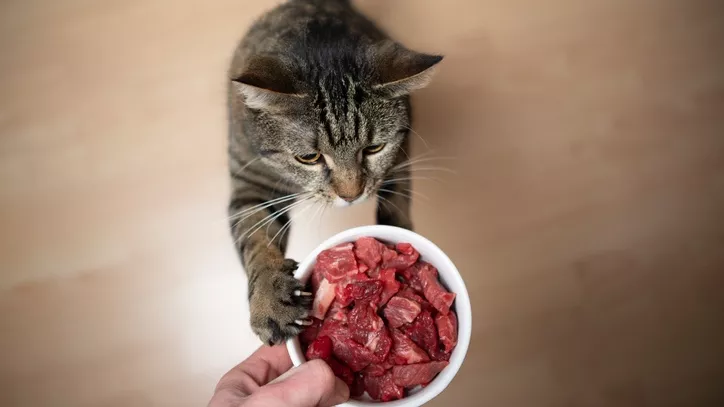 猫粮制作工艺流程
