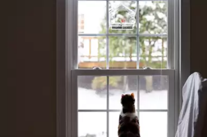在窗户旁望着室外的小鸟的猫咪