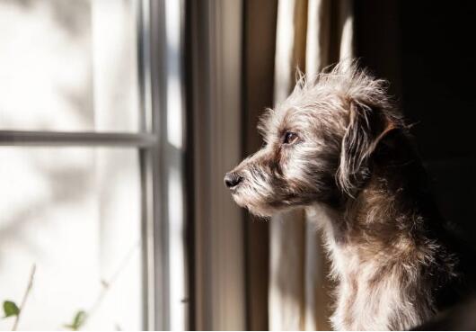 什么是狗狗的分离焦虑症，有什么症状?