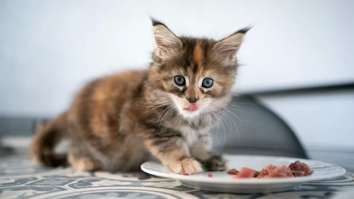猫咪吃生食猫粮有什么好处