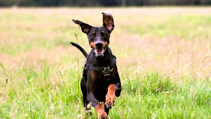 一只黑色的杜宾犬在草地上狂奔
