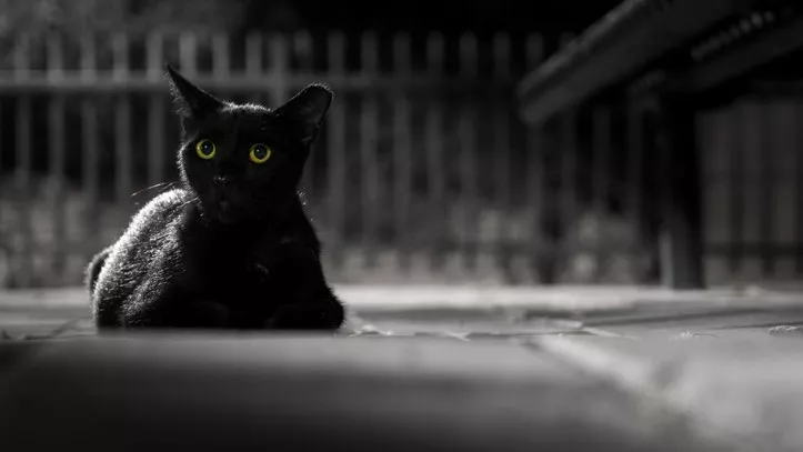 猫能在黑暗中看东西吗