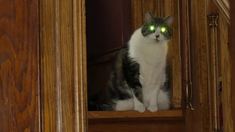猫能在黑暗中看东西吗