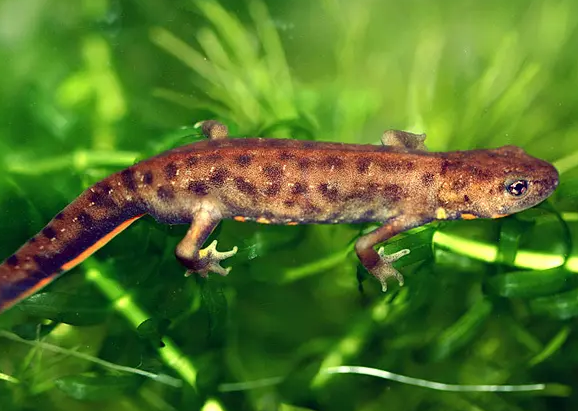 水草中的一只蝾螈