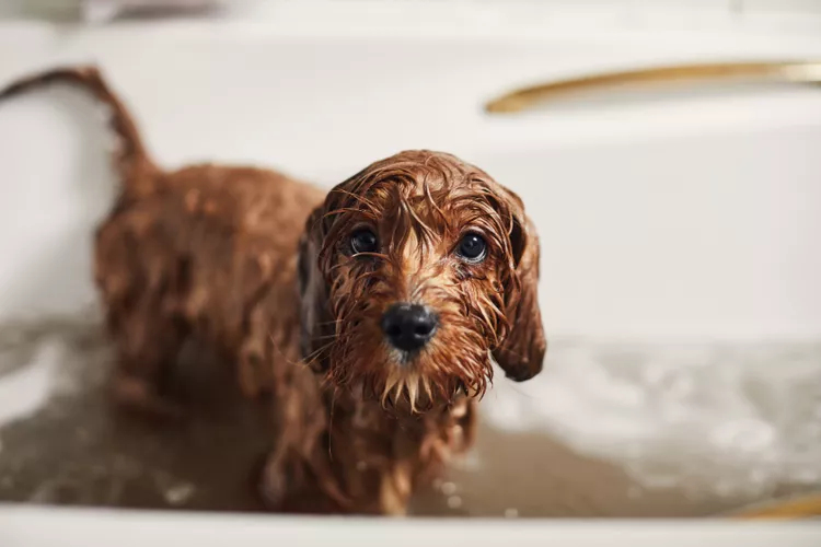 正在洗澡的金色毛发的泰迪犬