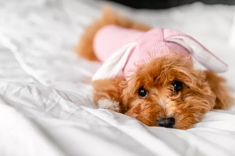 白色床上睡着一只穿着粉色狗衣的浅棕色泰迪犬