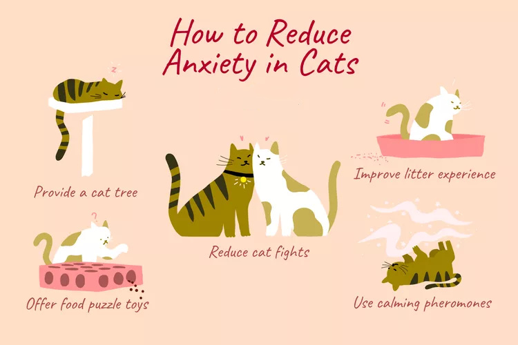 如何帮助猫克服焦虑呢？