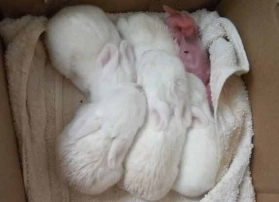 睡在一起的五只小白兔