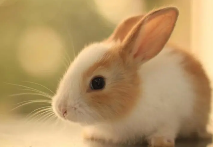 一只年幼的兔子