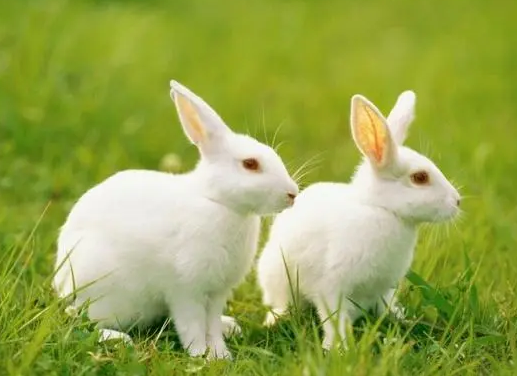 怀孕的两只白兔