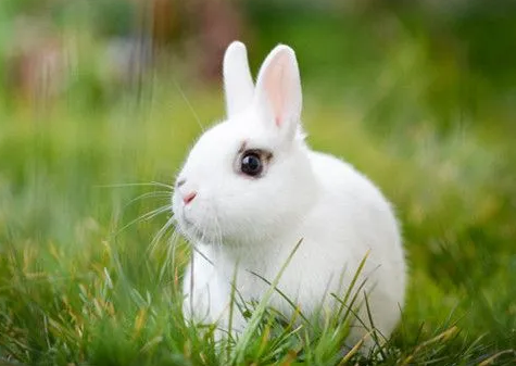 草地上一只可爱的白兔子