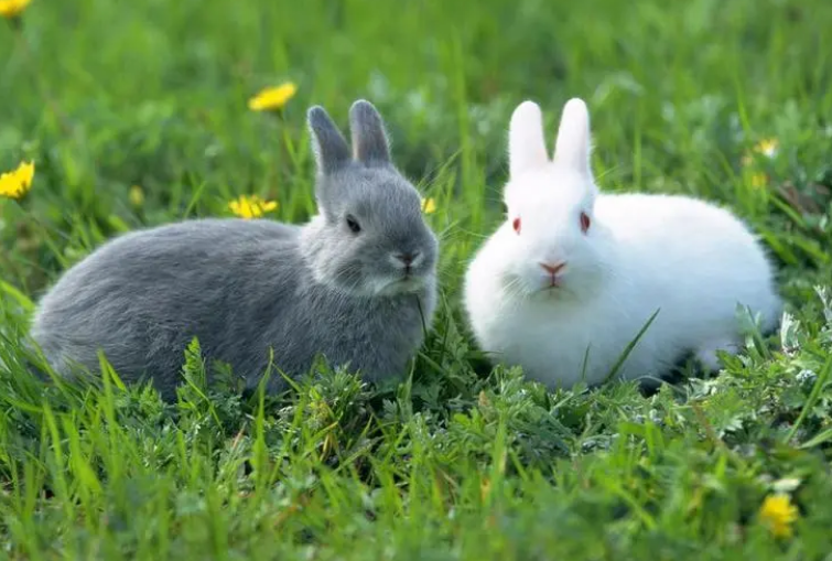 一只灰兔子与一只白兔子在野外吃草