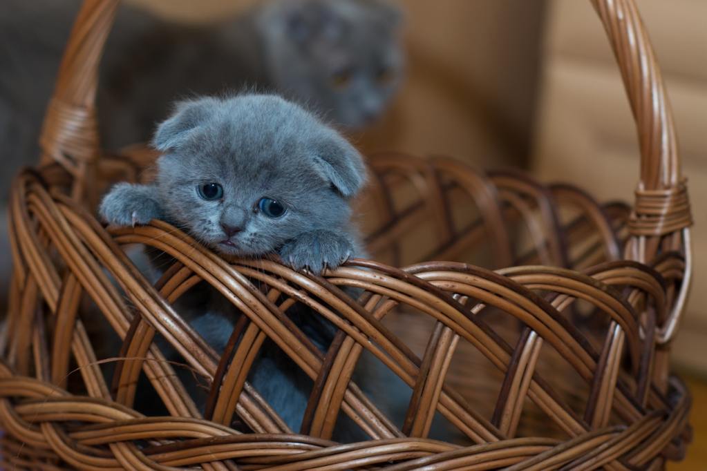 一只灰色小猫坐在柳条筐里