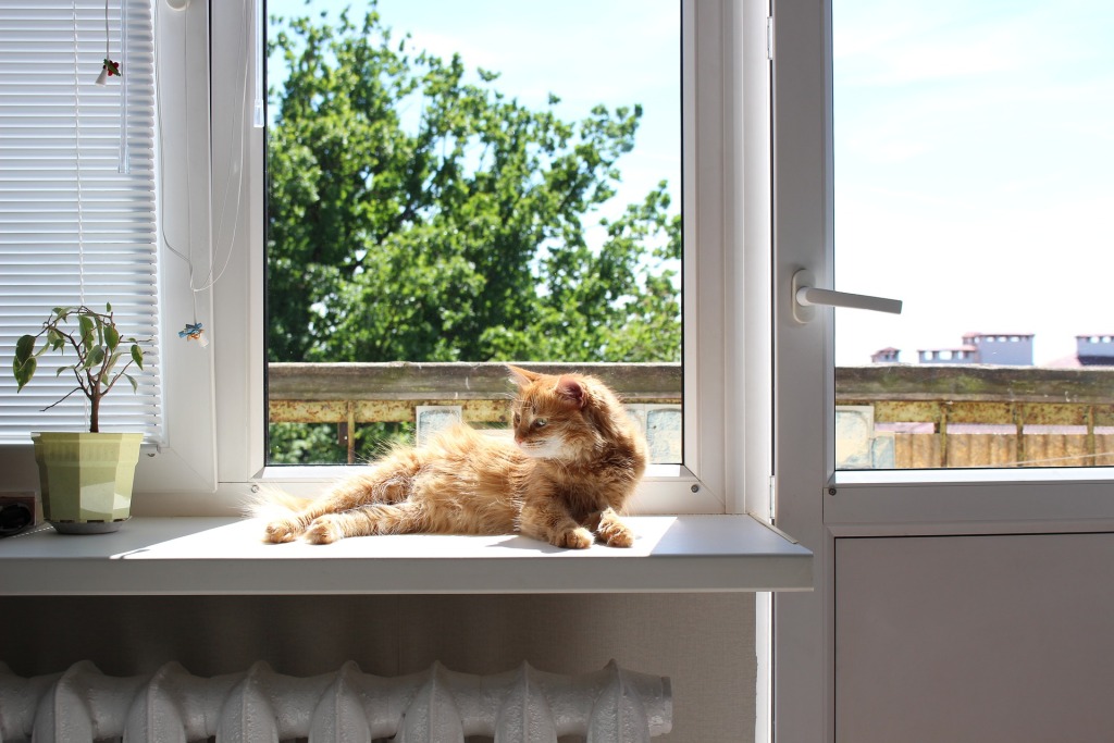 在窗户边晒太阳的猫咪