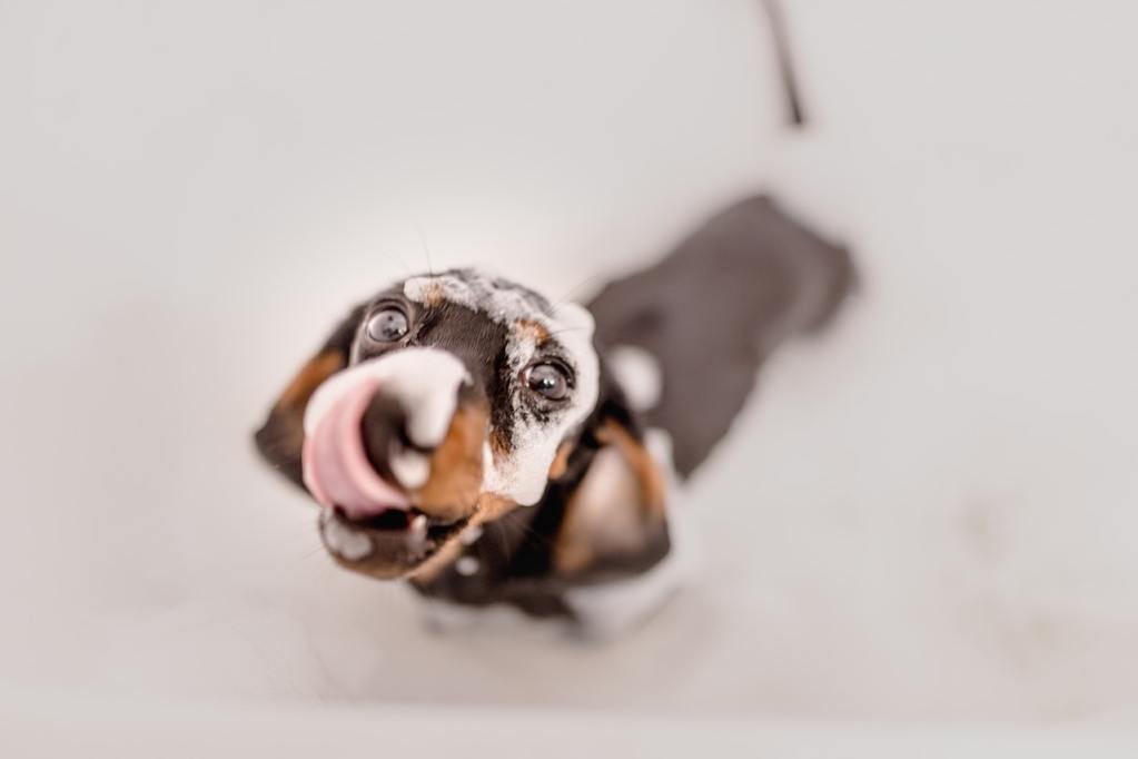 一只腊肠犬在浴缸里舔嘴唇