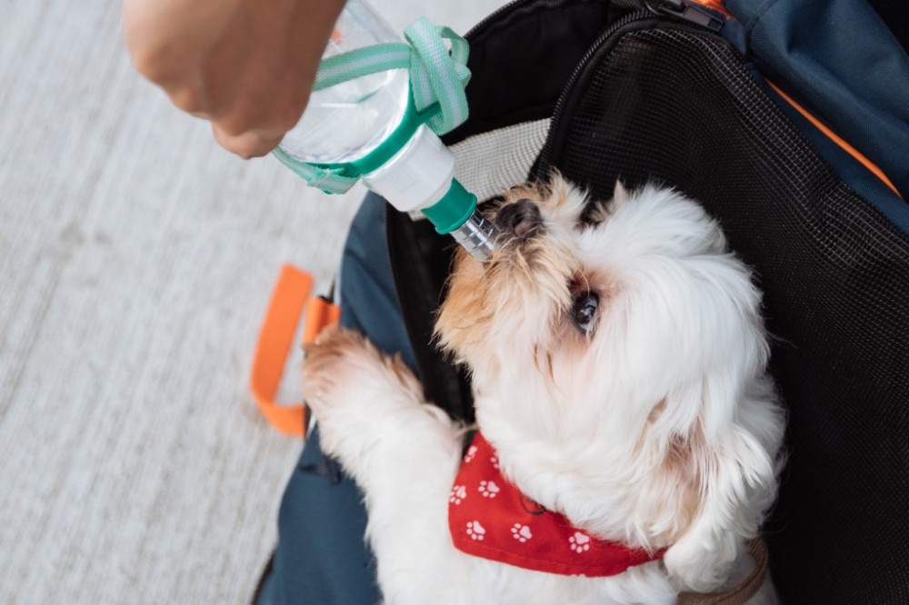 一只小狗从水瓶里喝水