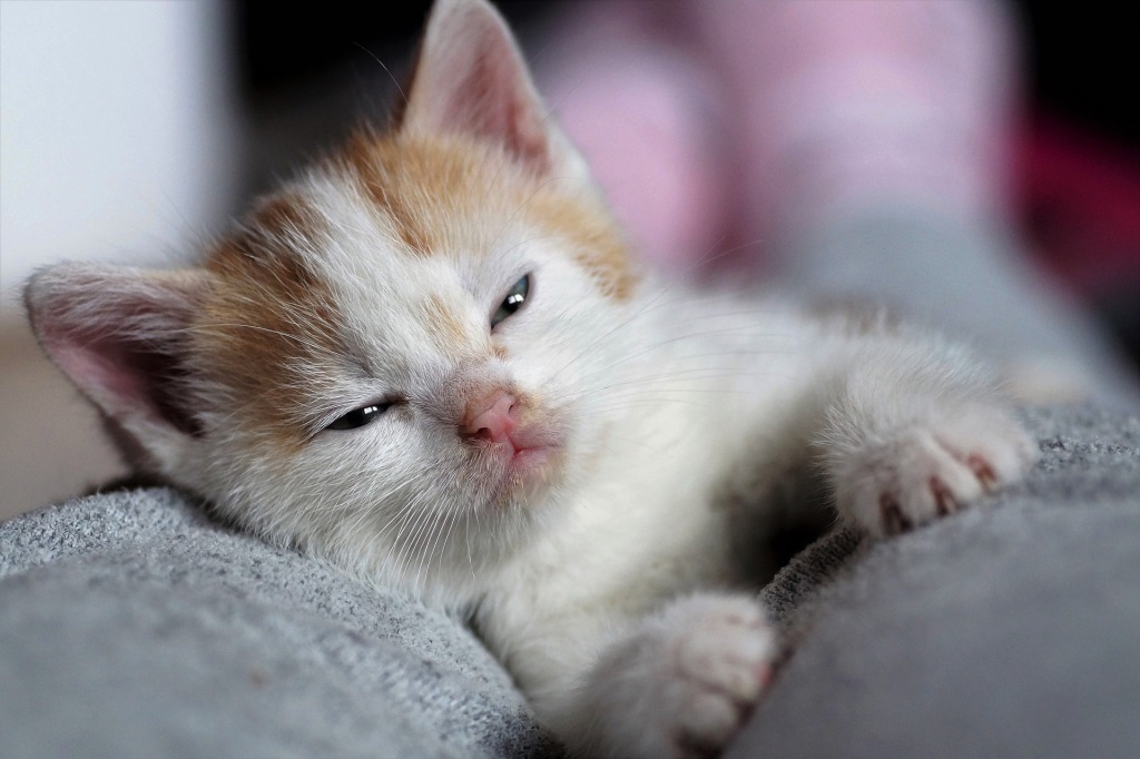 躺下困倦的棕色和白色小猫