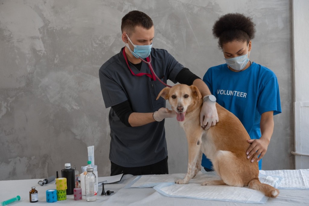 带着两名志愿者在兽医诊所养狗