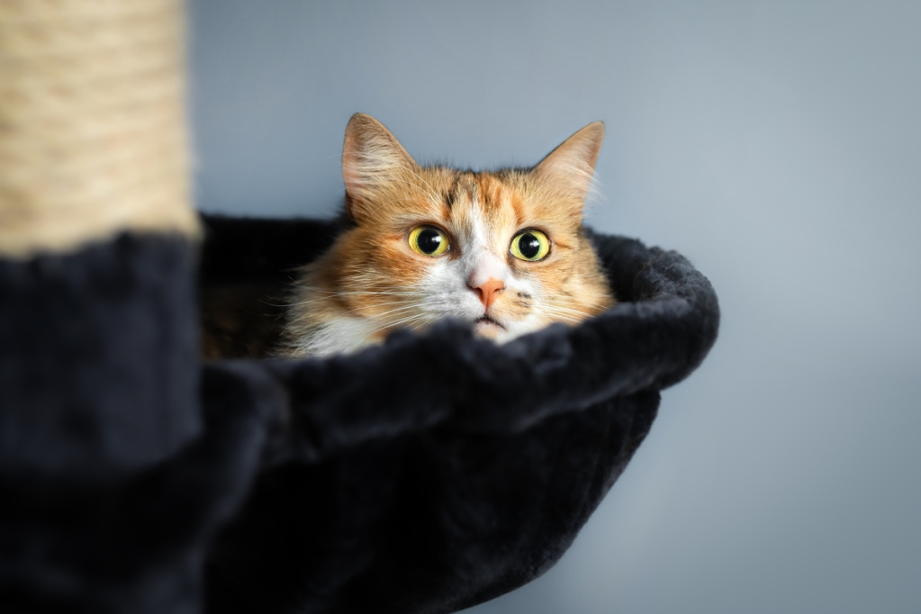 焦虑的印花布猫躺在猫树的猫床上