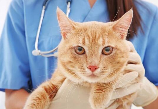 猫食管：不同类型、好处和护理